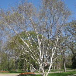 Bouleau de l'Himalaya / Betula utilis